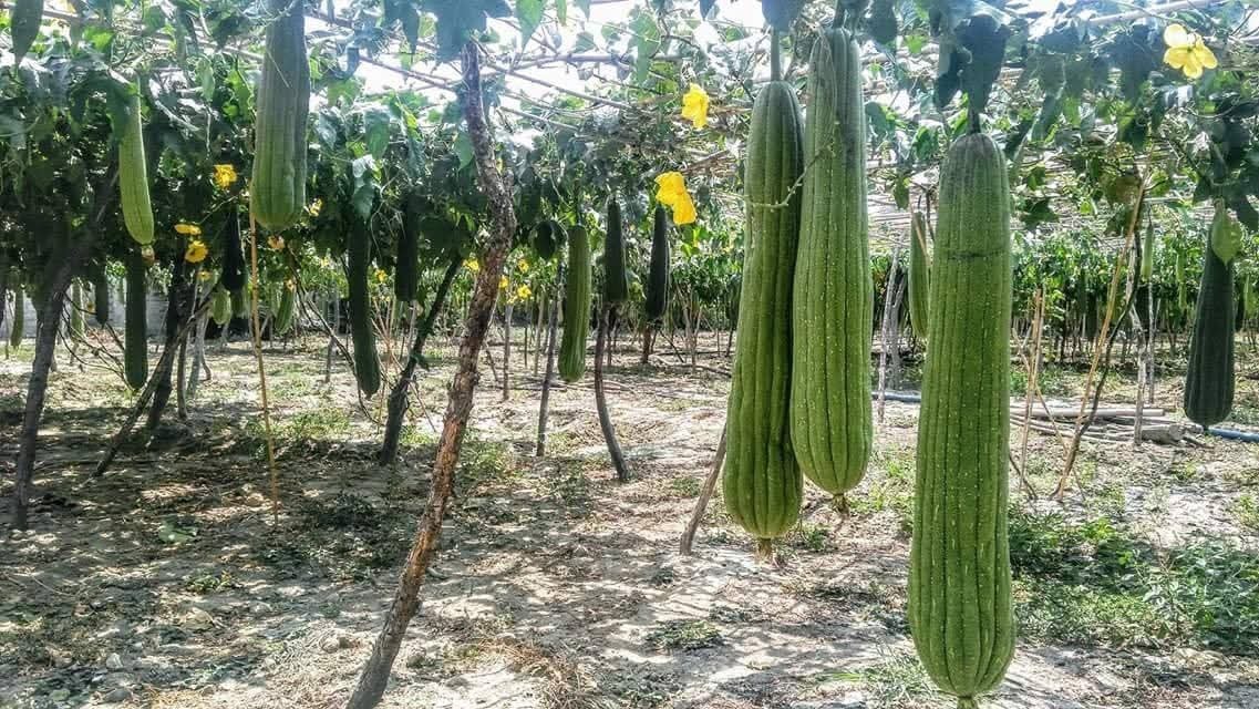 Samandağ'da Asi Nehri'nde Huzur Dolu Gün2