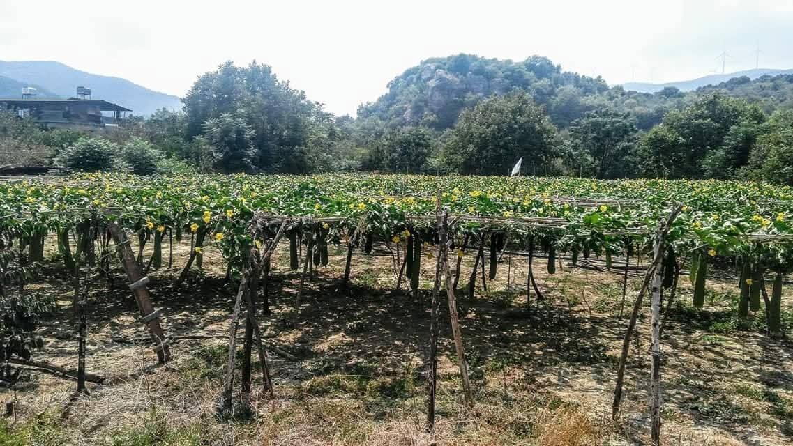 Samandağ'da Asi Nehri'nde Huzur Dolu Gün4