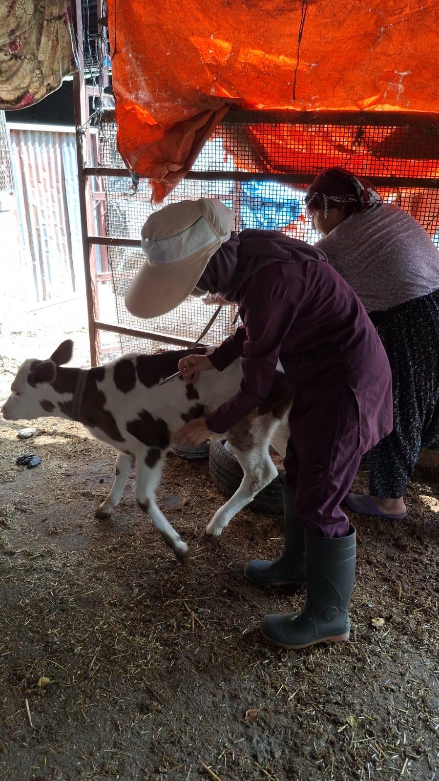 Şap Aşısına Osmaniyelilerden Tam Destek2