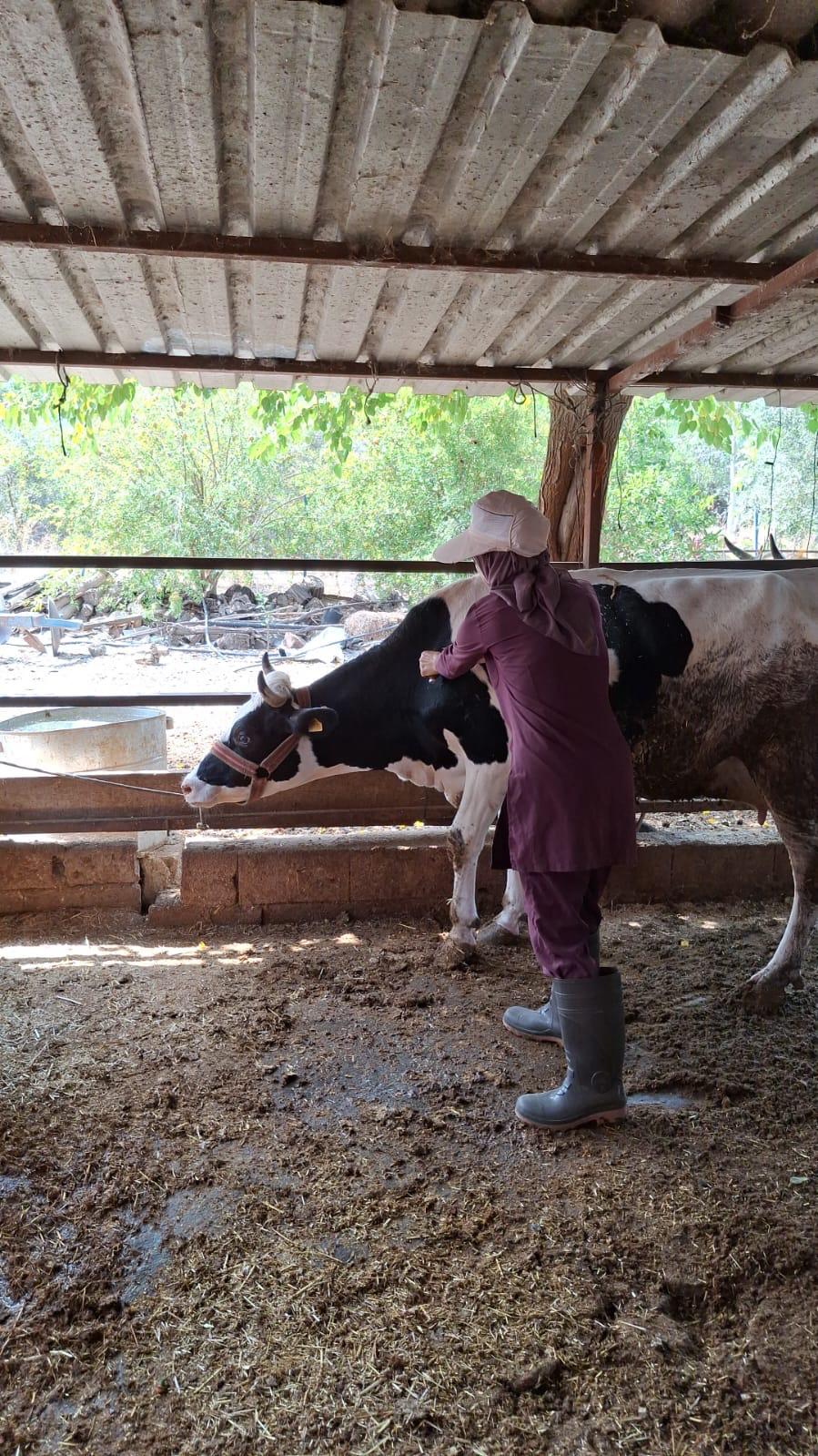 Şap Aşısına Osmaniyelilerden Tam Destek3