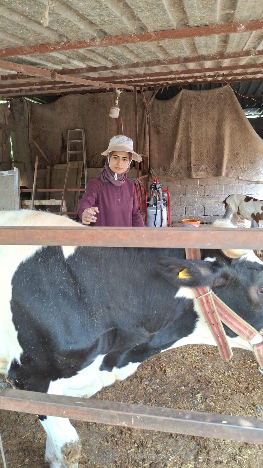 Şap Aşısına Osmaniyelilerden Tam Destek4