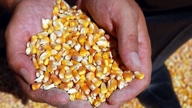 Tmo Mısır Alım Fiyatını Açıkladı1