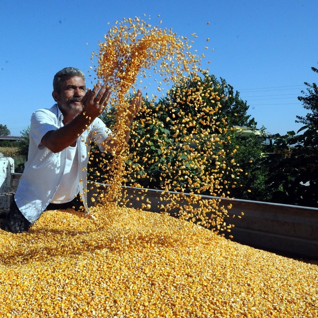 Tmo Mısır Alım Fiyatını Açıkladı2