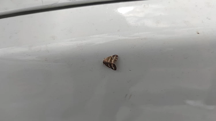 Vampir Kelebek Türkiye’de Yayılıyor2