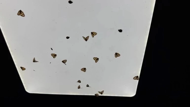 Vampir Kelebek Türkiye’de Yayılıyor3