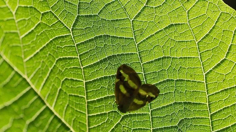 Vampir Kelebek Türkiye’de Yayılıyor4