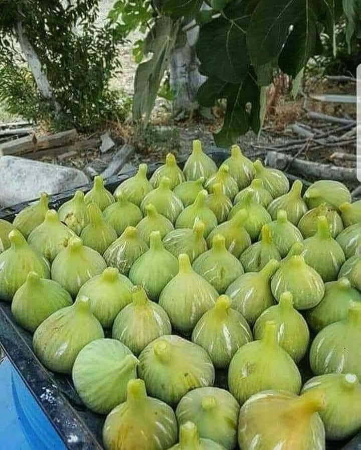 Zeytinyağı, Otlar Ve Harmandalı Ege’den Gelen Sıcaklık (10)