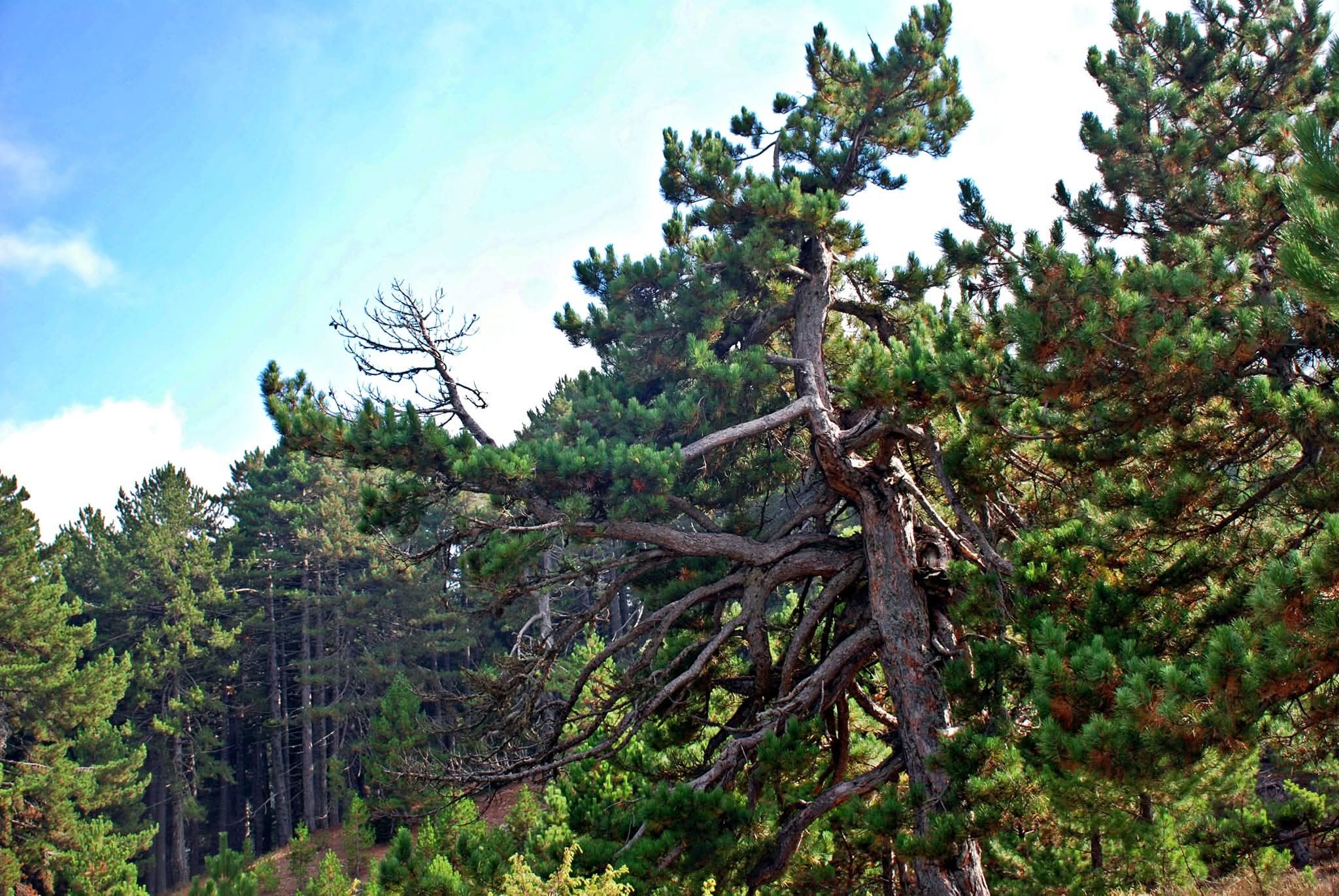 Zorkun Yaylası’nda Mücadele Sürüyor2