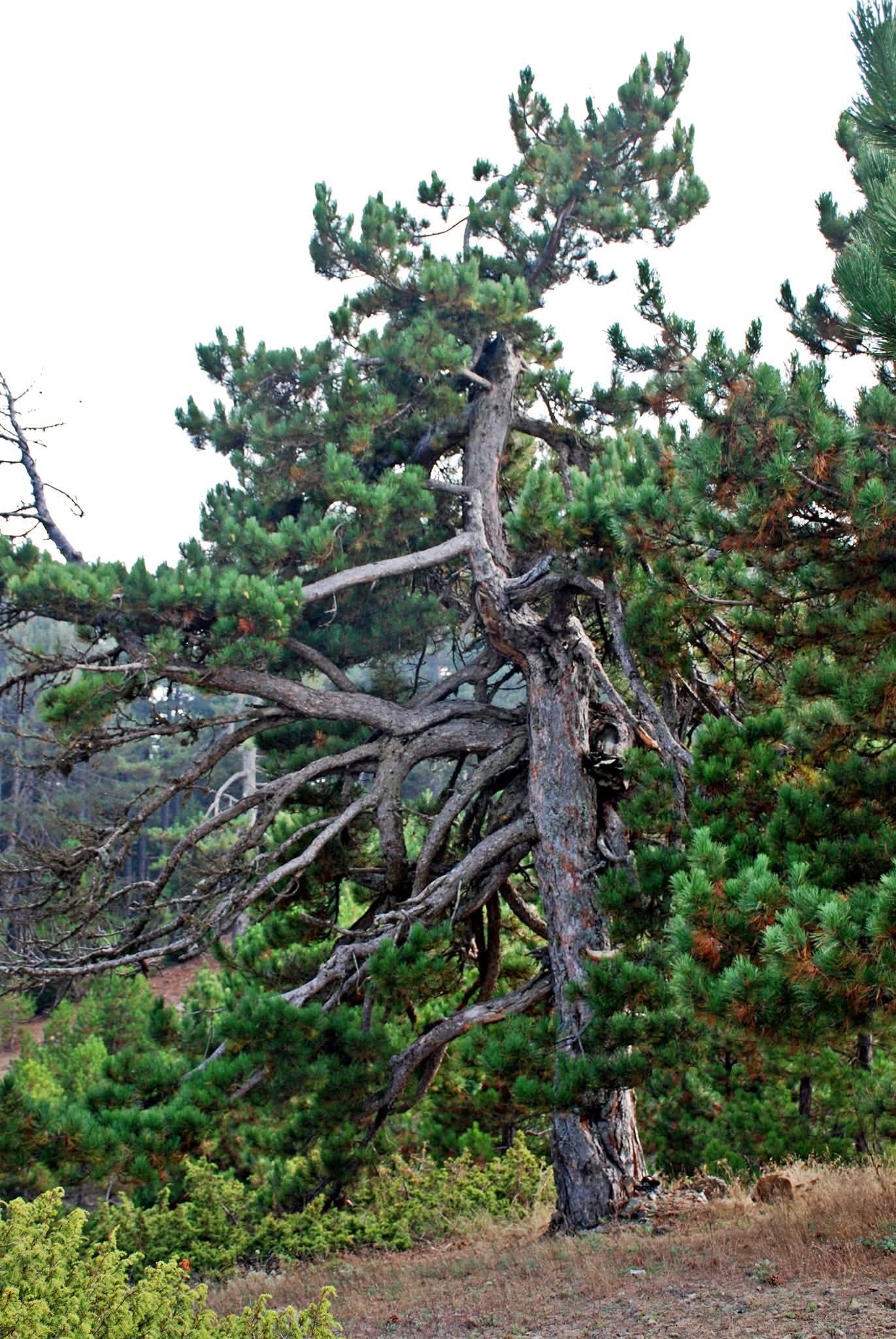 Zorkun Yaylası’nda Mücadele Sürüyor3