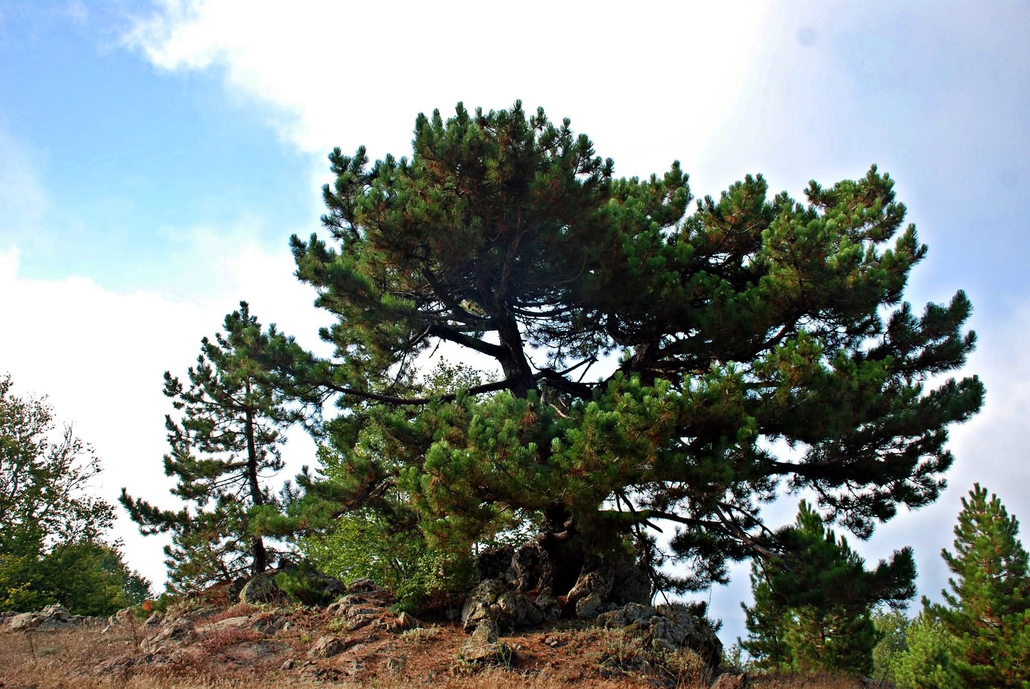 Zorkun Yaylası’nda Mücadele Sürüyor4