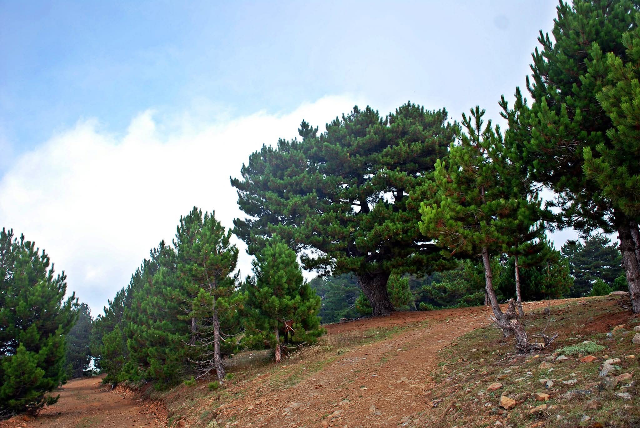 Zorkun Yaylası’nda Mücadele Sürüyor6