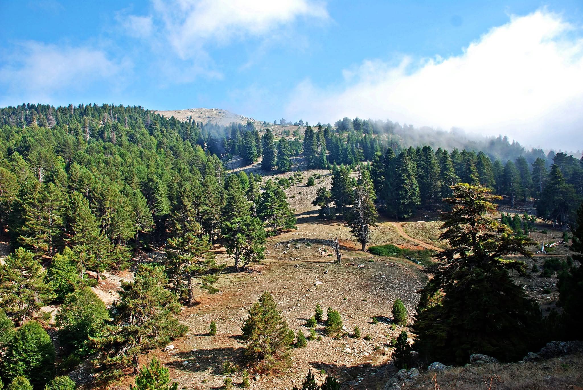Zorkun Yaylası’nda Mücadele Sürüyor7