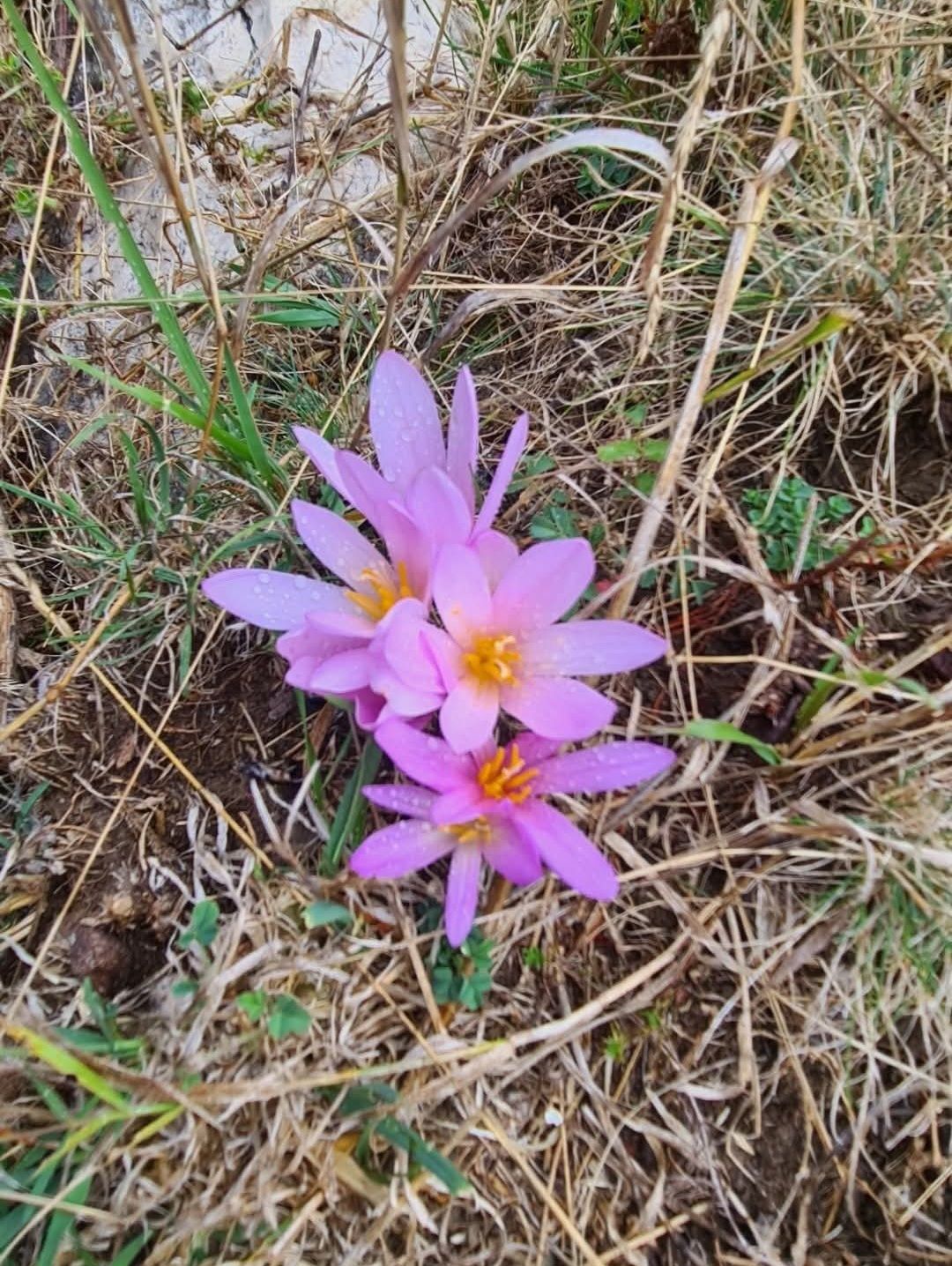 545512862 2554048424954063 8690612382936045993 N