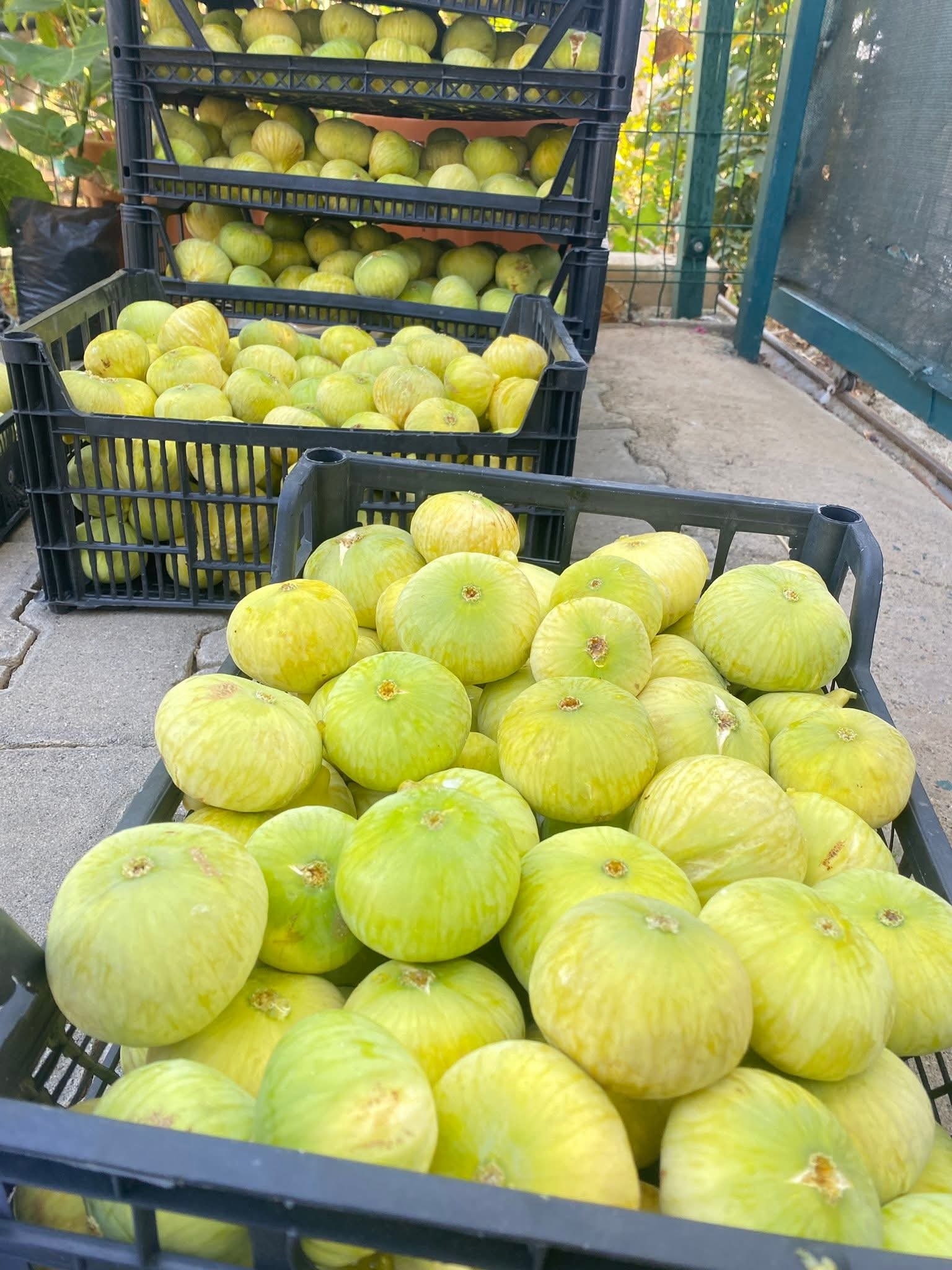 557077810 1218534240300688 1126941165557224601 N