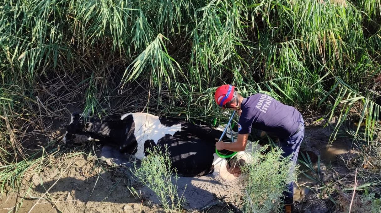 Adana'da drenaj kanalına düşen inek kurtarıldı