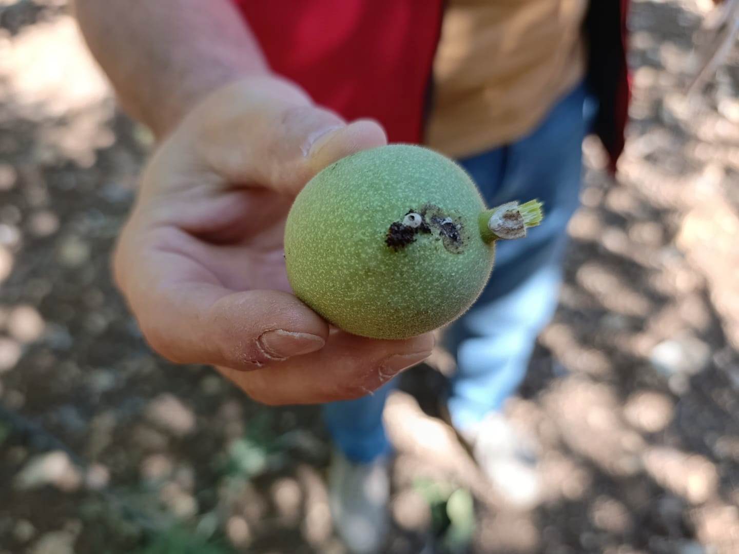 Akhisar Tarım Müdürlüğü’nden Sezon Değerlendirmesi10