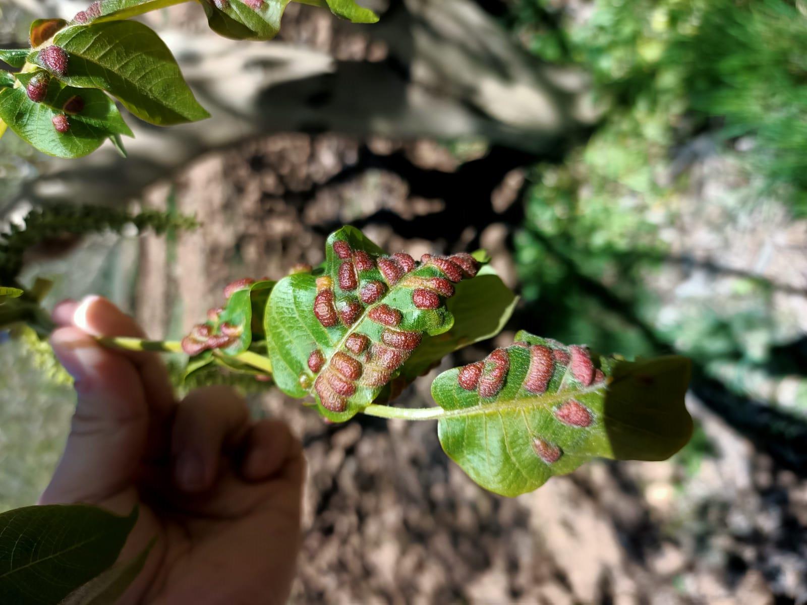 Akhisar Tarım Müdürlüğü’nden Sezon Değerlendirmesi11