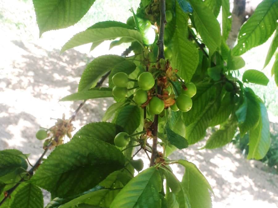 Akhisar Tarım Müdürlüğü’nden Sezon Değerlendirmesi13