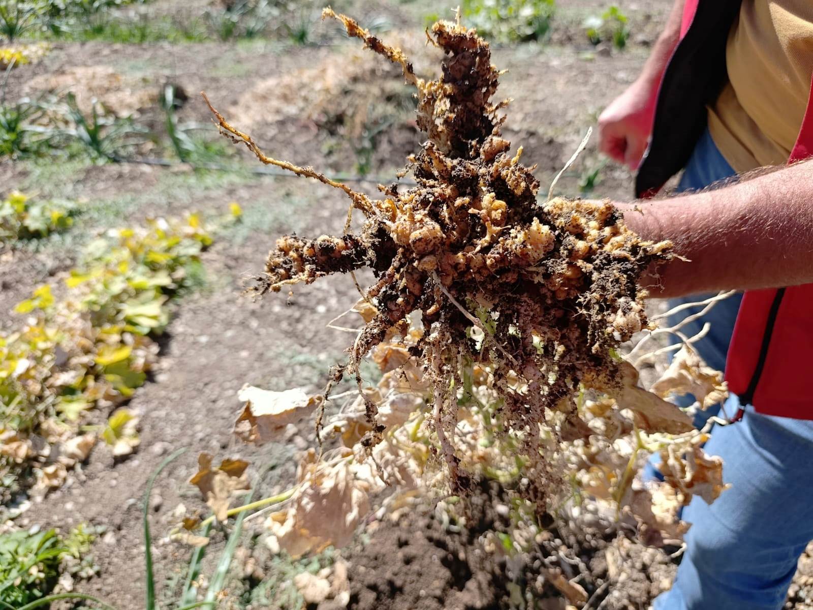 Akhisar Tarım Müdürlüğü’nden Sezon Değerlendirmesi15