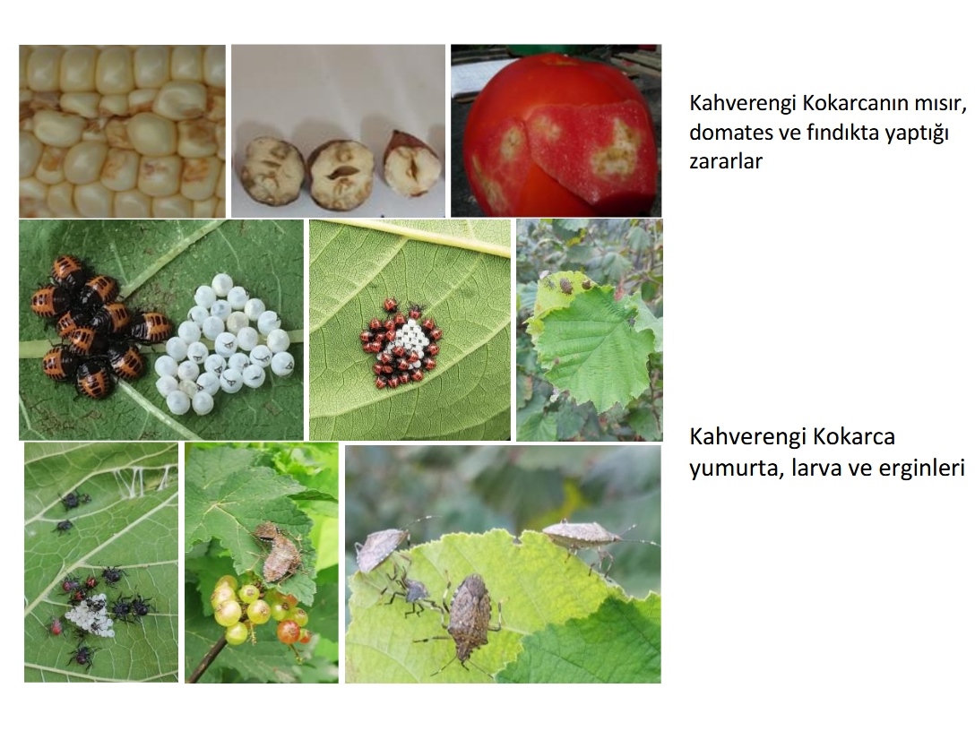 Akhisar Tarım Müdürlüğü’nden Sezon Değerlendirmesi16