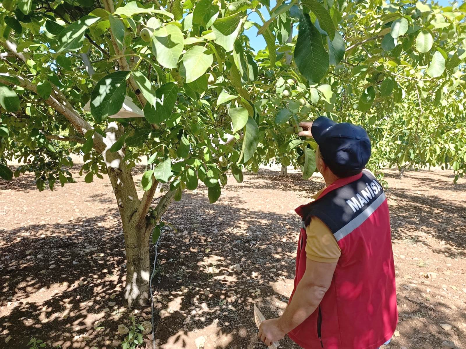 Akhisar Tarım Müdürlüğü’nden Sezon Değerlendirmesi2