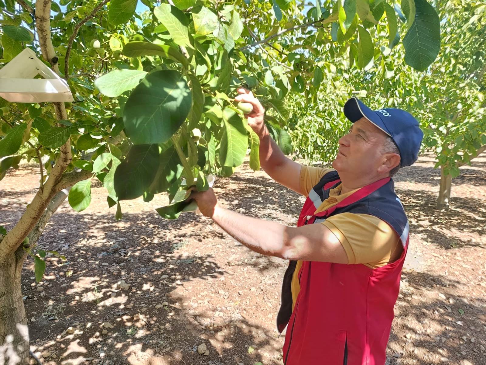 Akhisar Tarım Müdürlüğü’nden Sezon Değerlendirmesi4