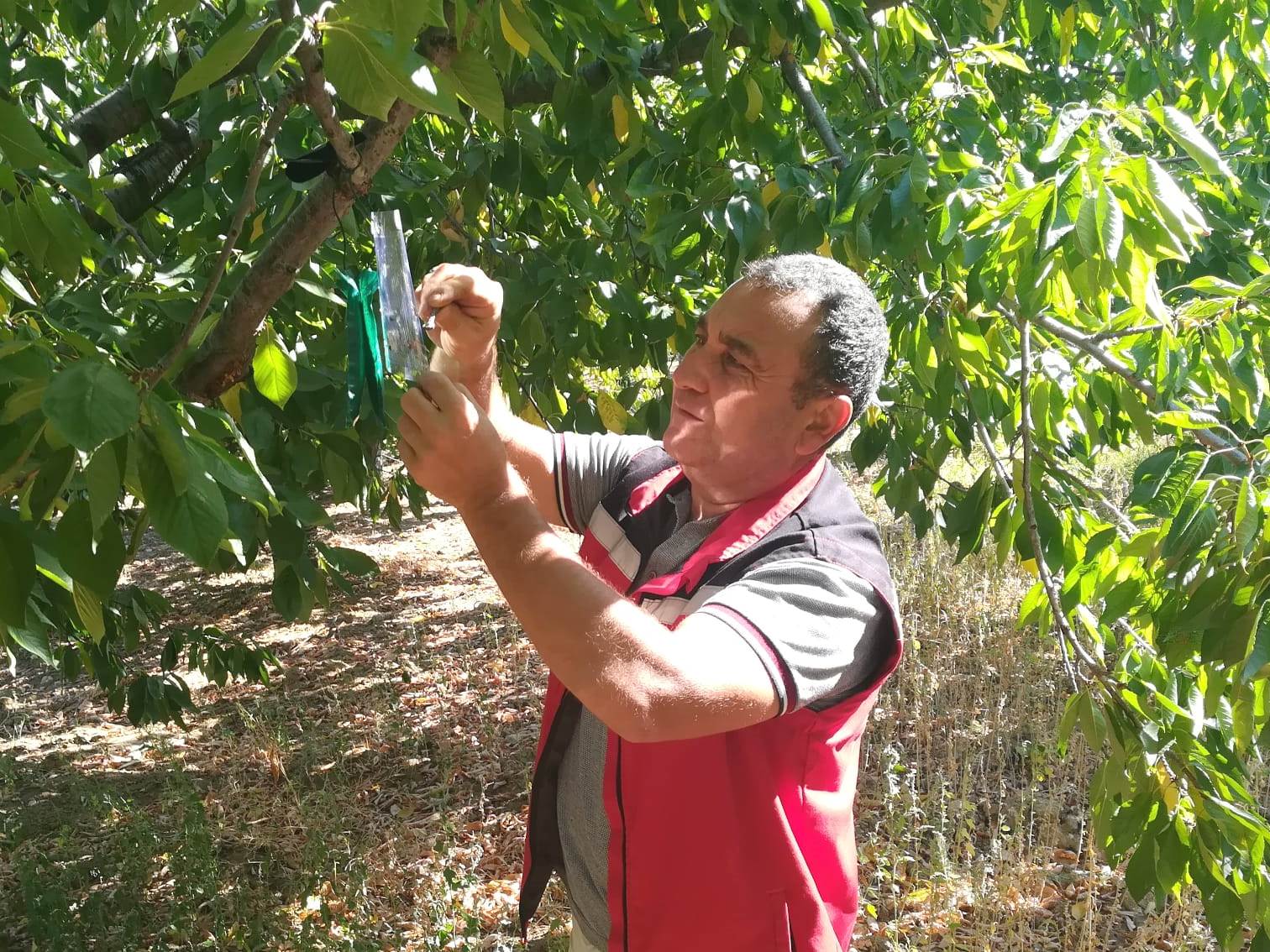 Akhisar Tarım Müdürlüğü’nden Sezon Değerlendirmesi6