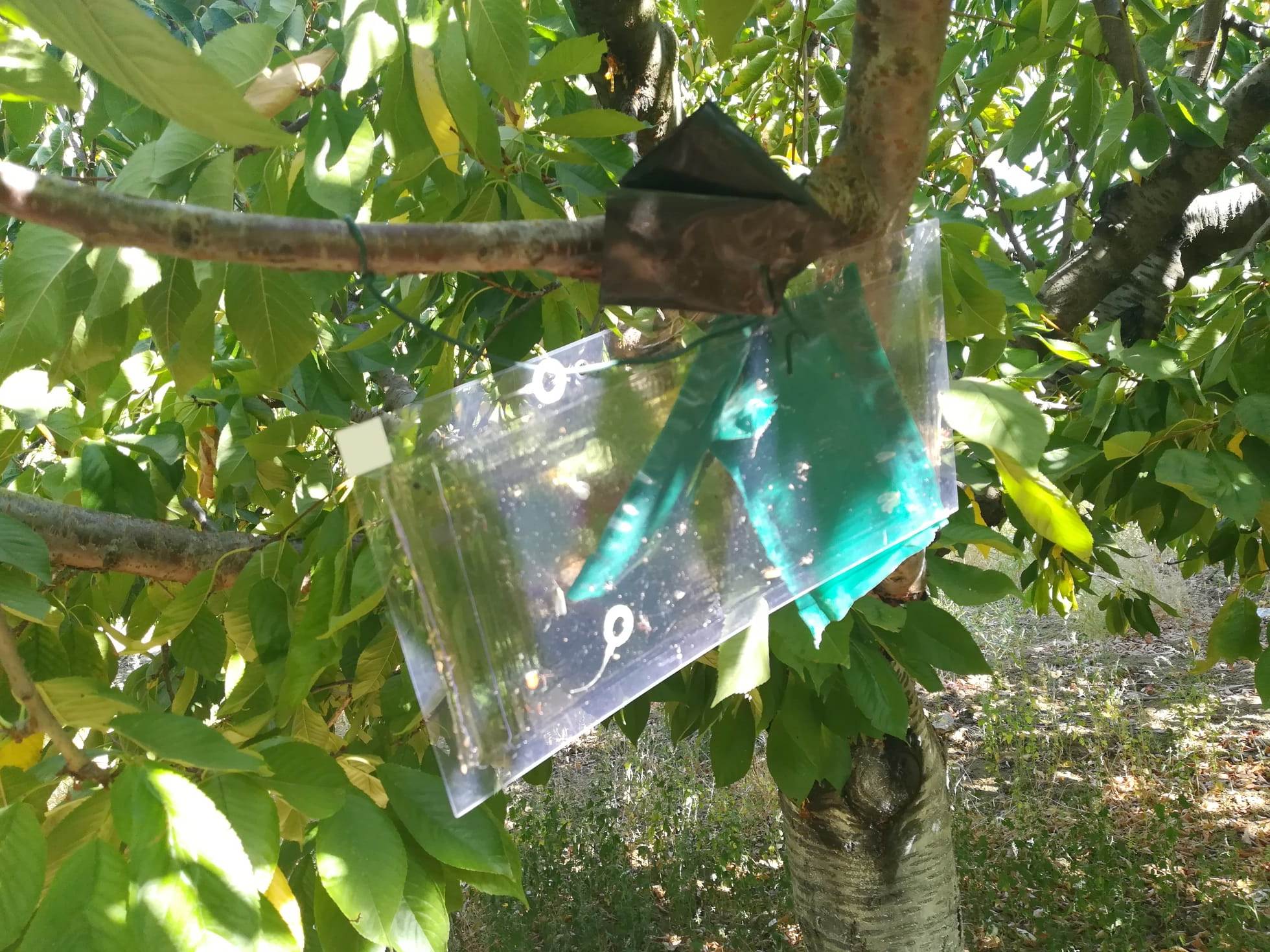 Akhisar Tarım Müdürlüğü’nden Sezon Değerlendirmesi7