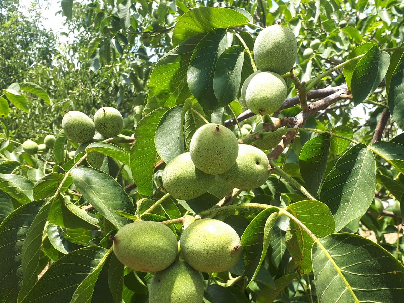 Akhisar Tarım Müdürlüğü’nden Sezon Değerlendirmesi8