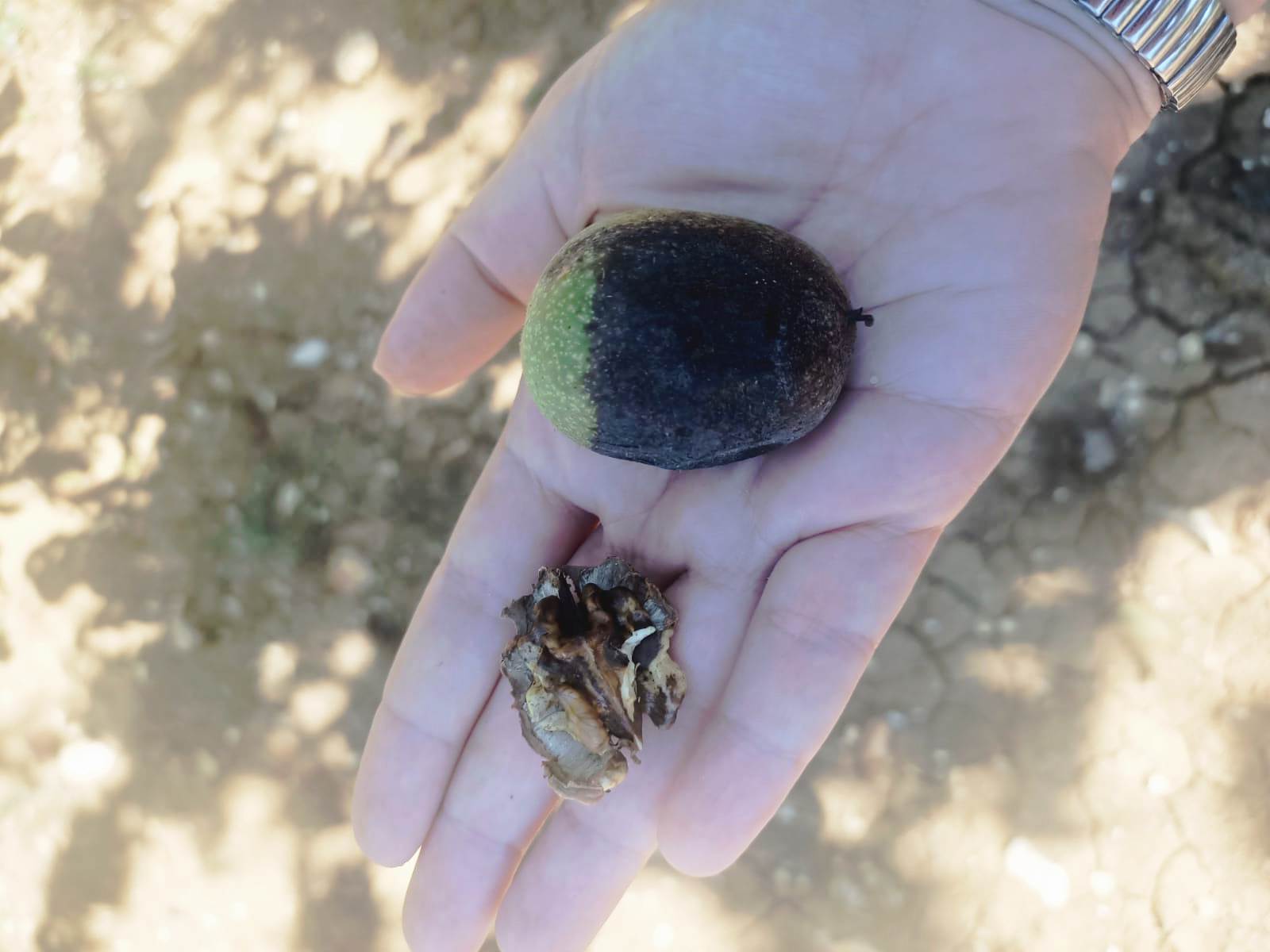 Akhisar Tarım Müdürlüğü’nden Sezon Değerlendirmesi9