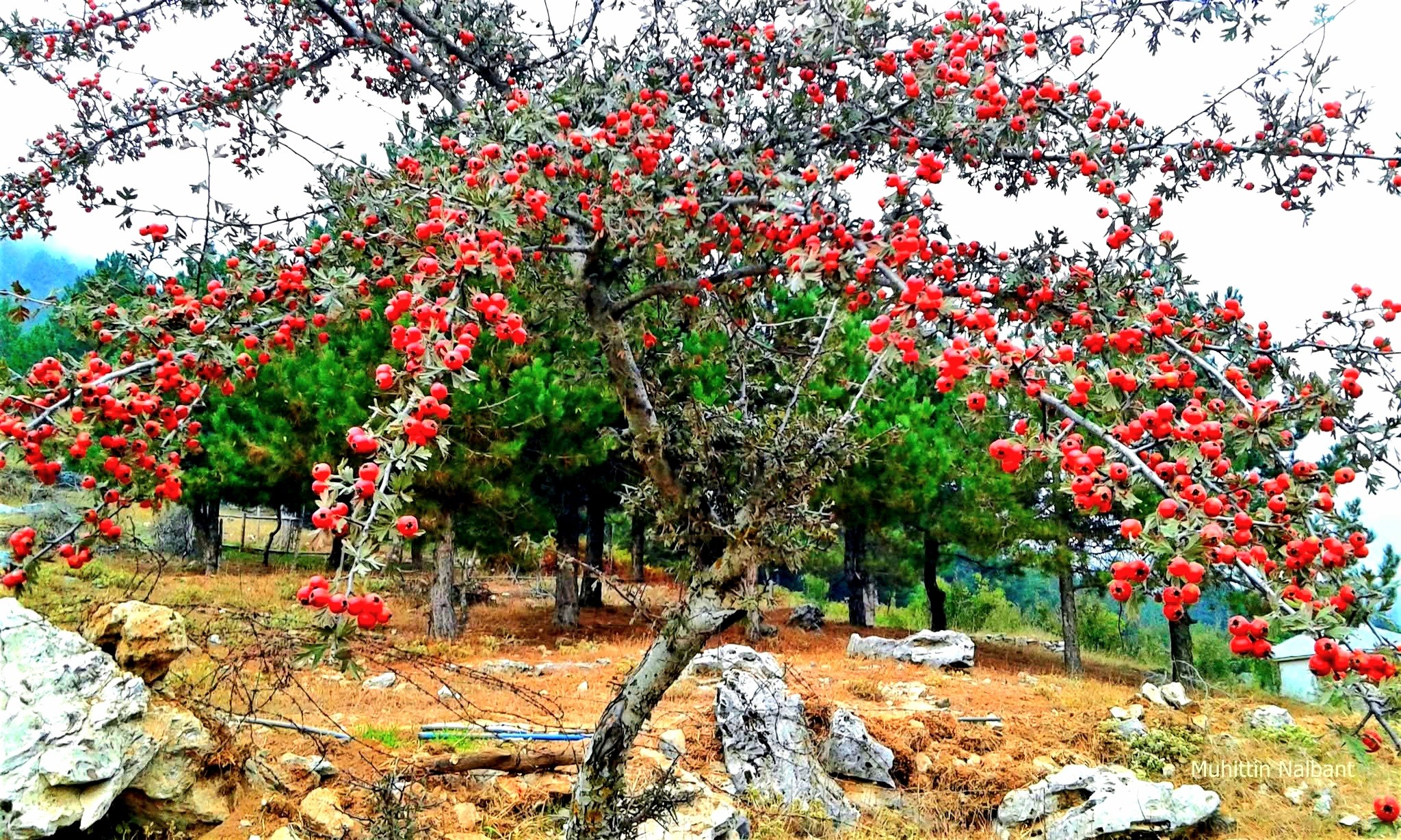 Amanos Dağları’nda Alıç Zamanı Hem Sağlık Hem Lezzet Deposu2