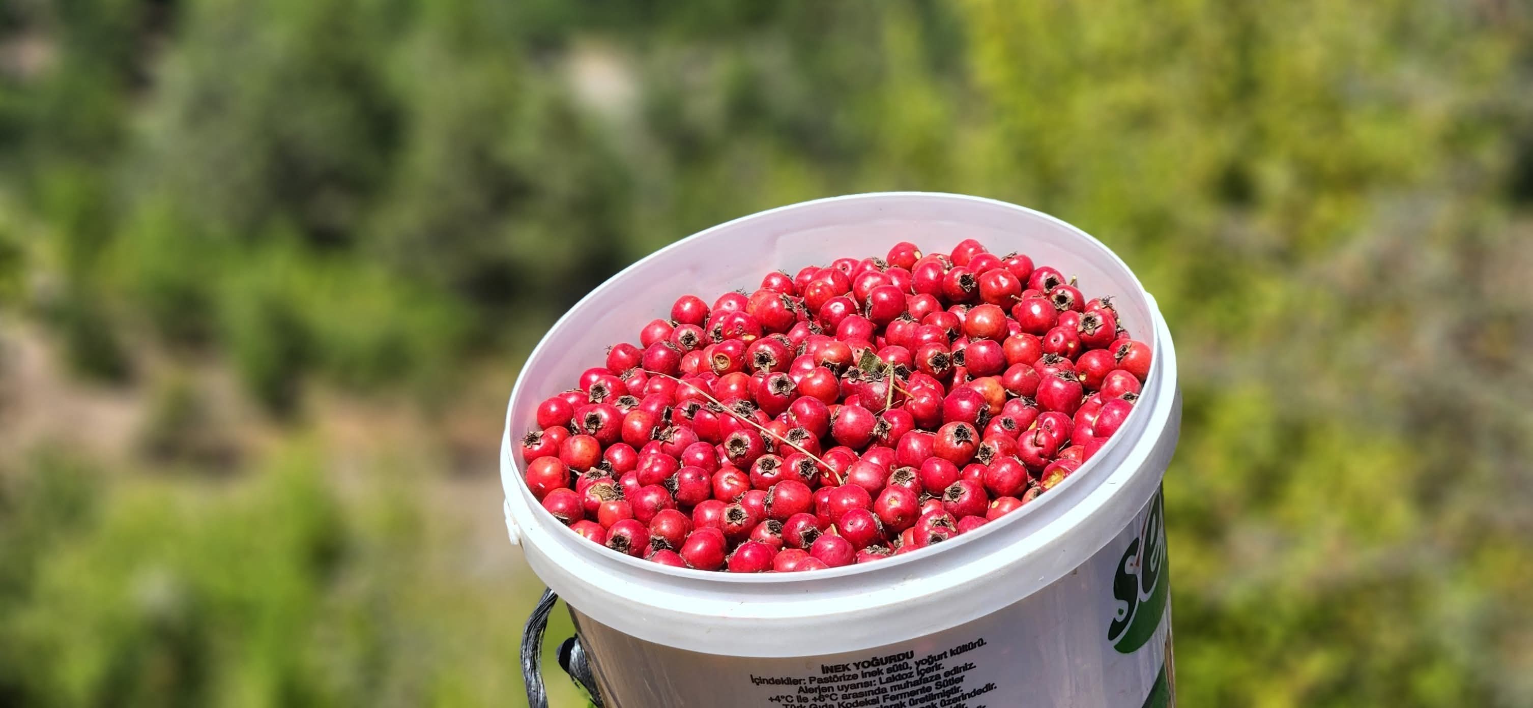 Amanos Dağları’nda Alıç Zamanı Hem Sağlık Hem Lezzet Deposu3