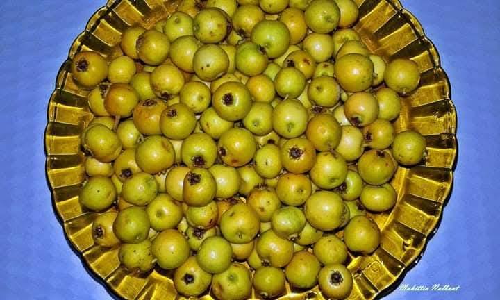 Amanos Dağları’nda Alıç Zamanı Hem Sağlık Hem Lezzet Deposu4