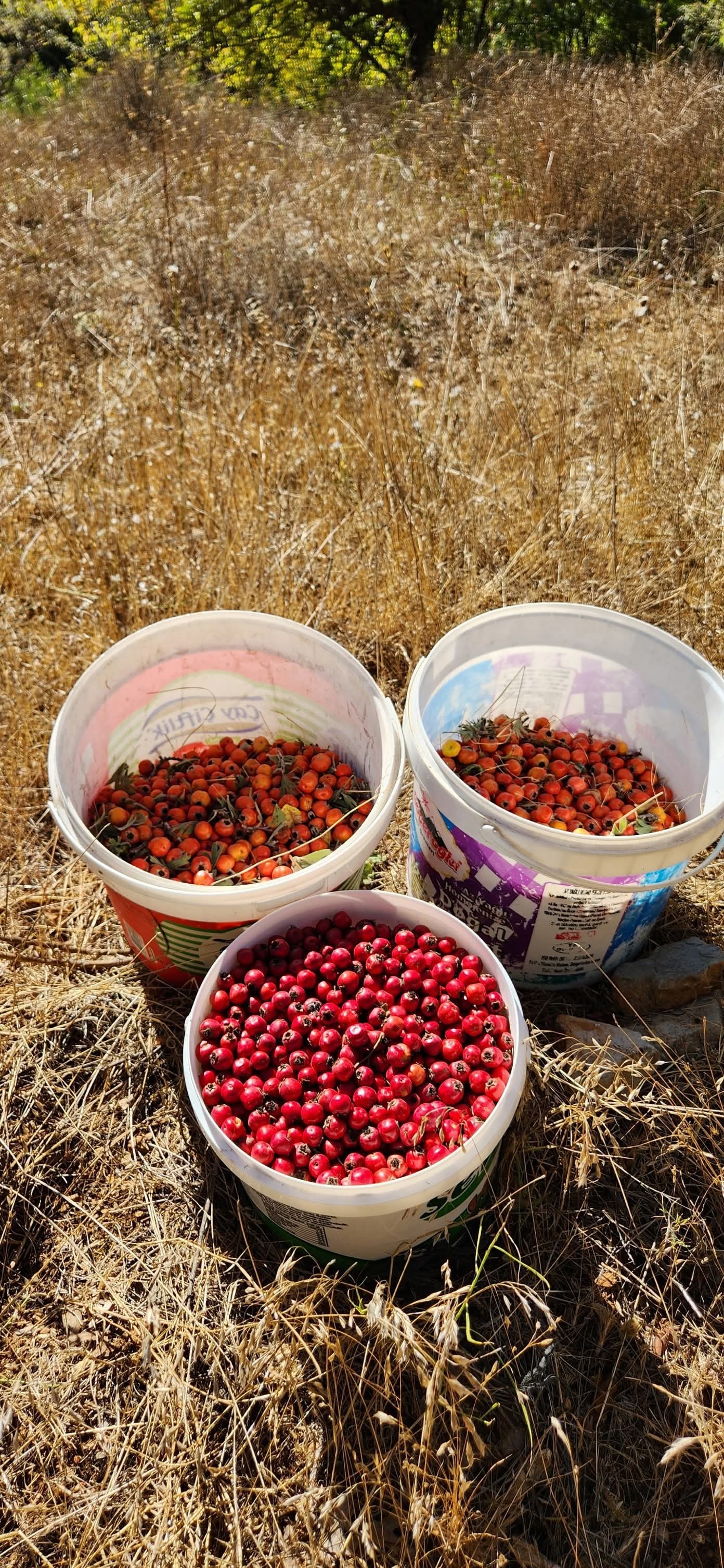 Amanos Dağları’nda Alıç Zamanı Hem Sağlık Hem Lezzet Deposu6