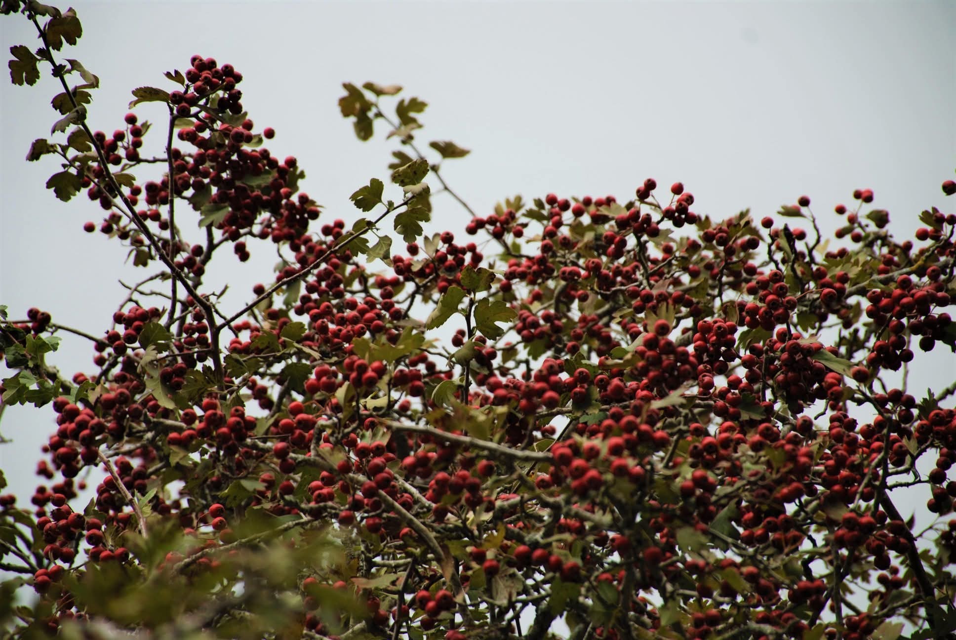 Amanos Dağları’nda Alıç Zamanı Hem Sağlık Hem Lezzet Deposu7