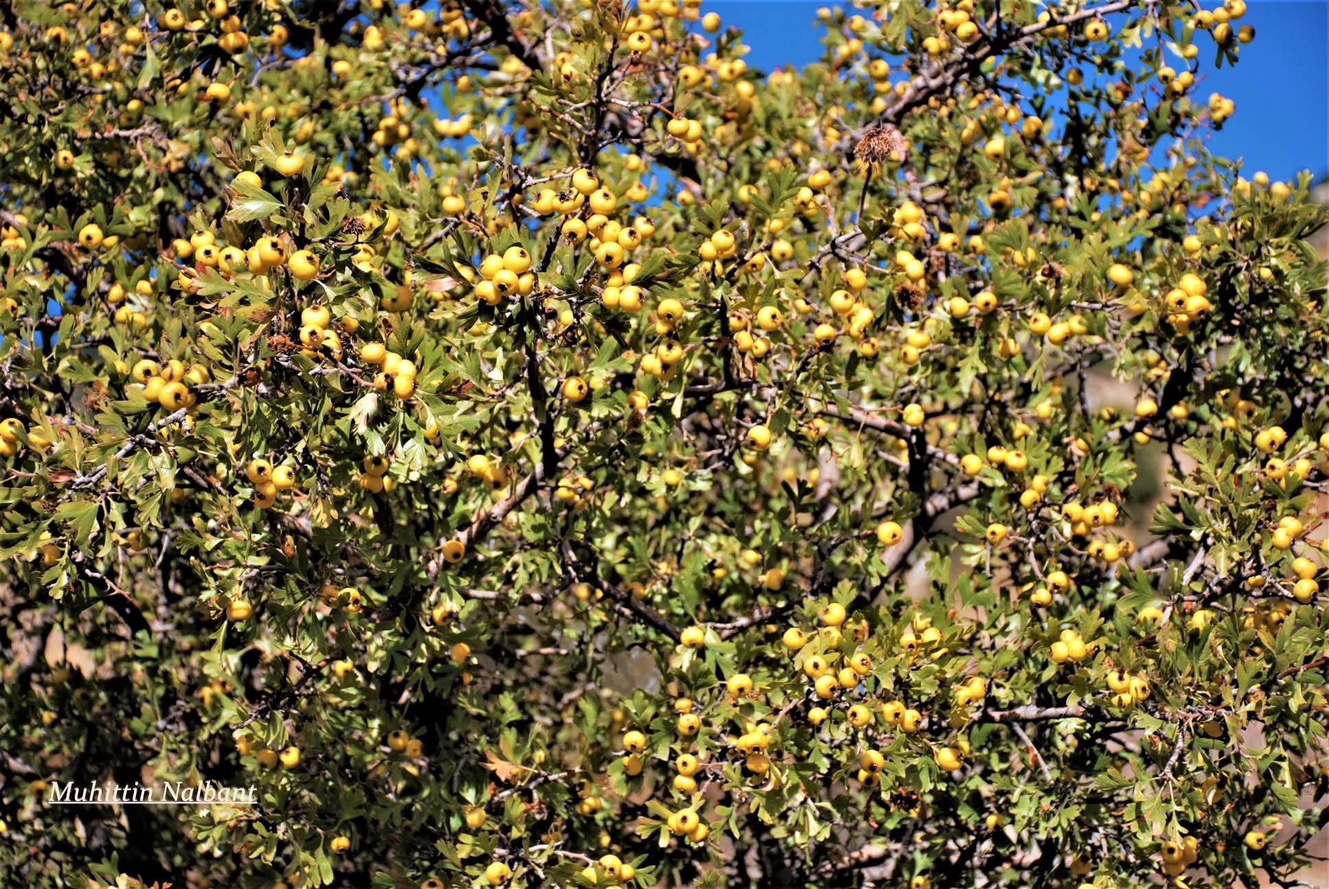 Amanos Dağları’nda Alıç Zamanı Hem Sağlık Hem Lezzet Deposu8