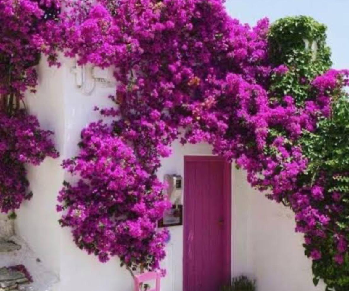 Begonvil Akdeniz’in Renkli Yüzü (1)-1