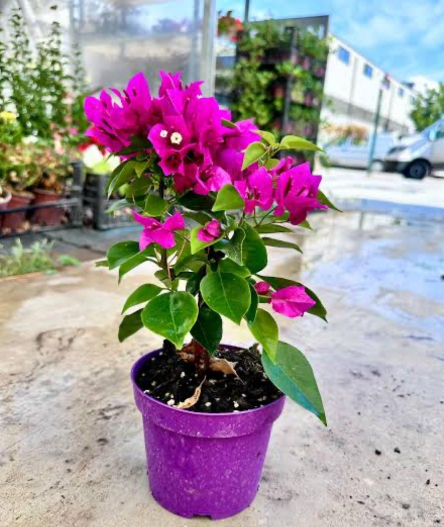 Begonvil Akdeniz’in Renkli Yüzü (2)