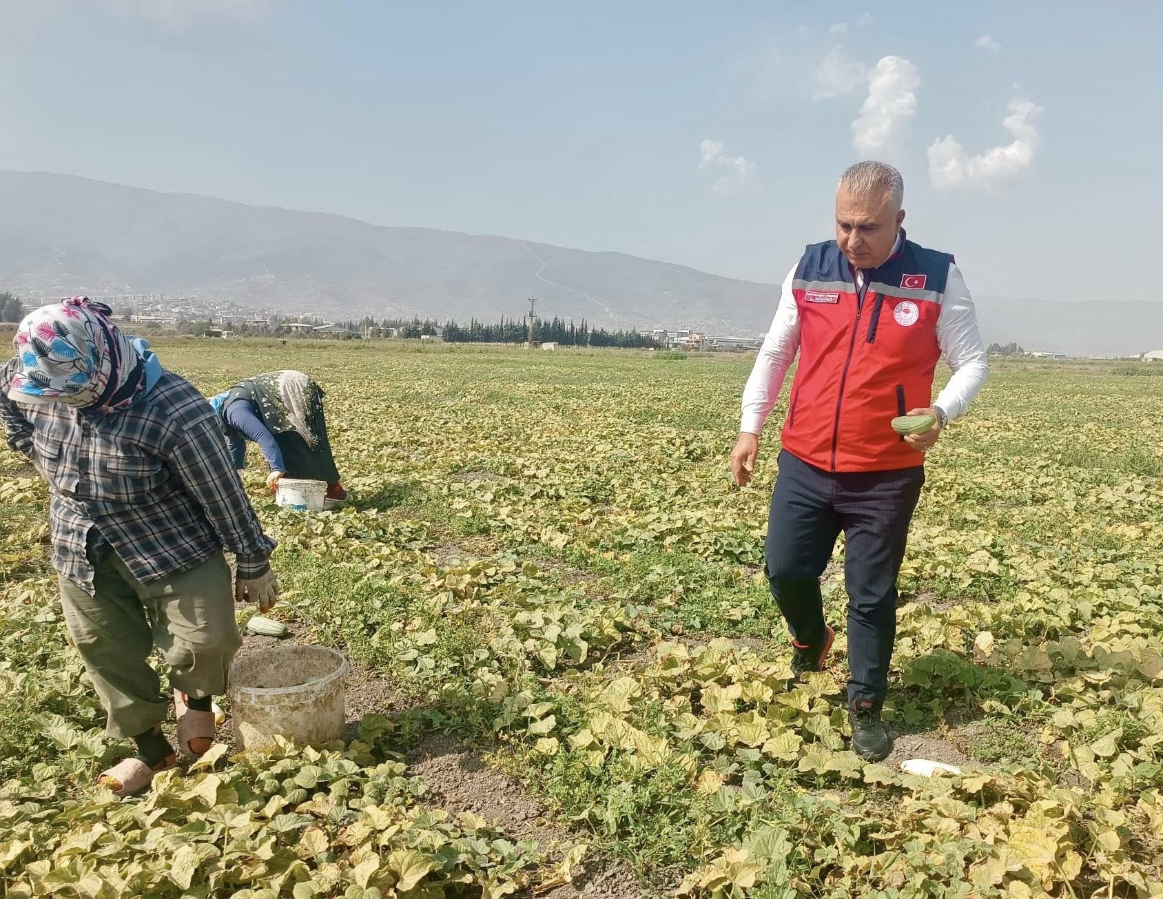 Hatay’da Salatalık Ve Acur Hasadı Coşkuyla Başladı2