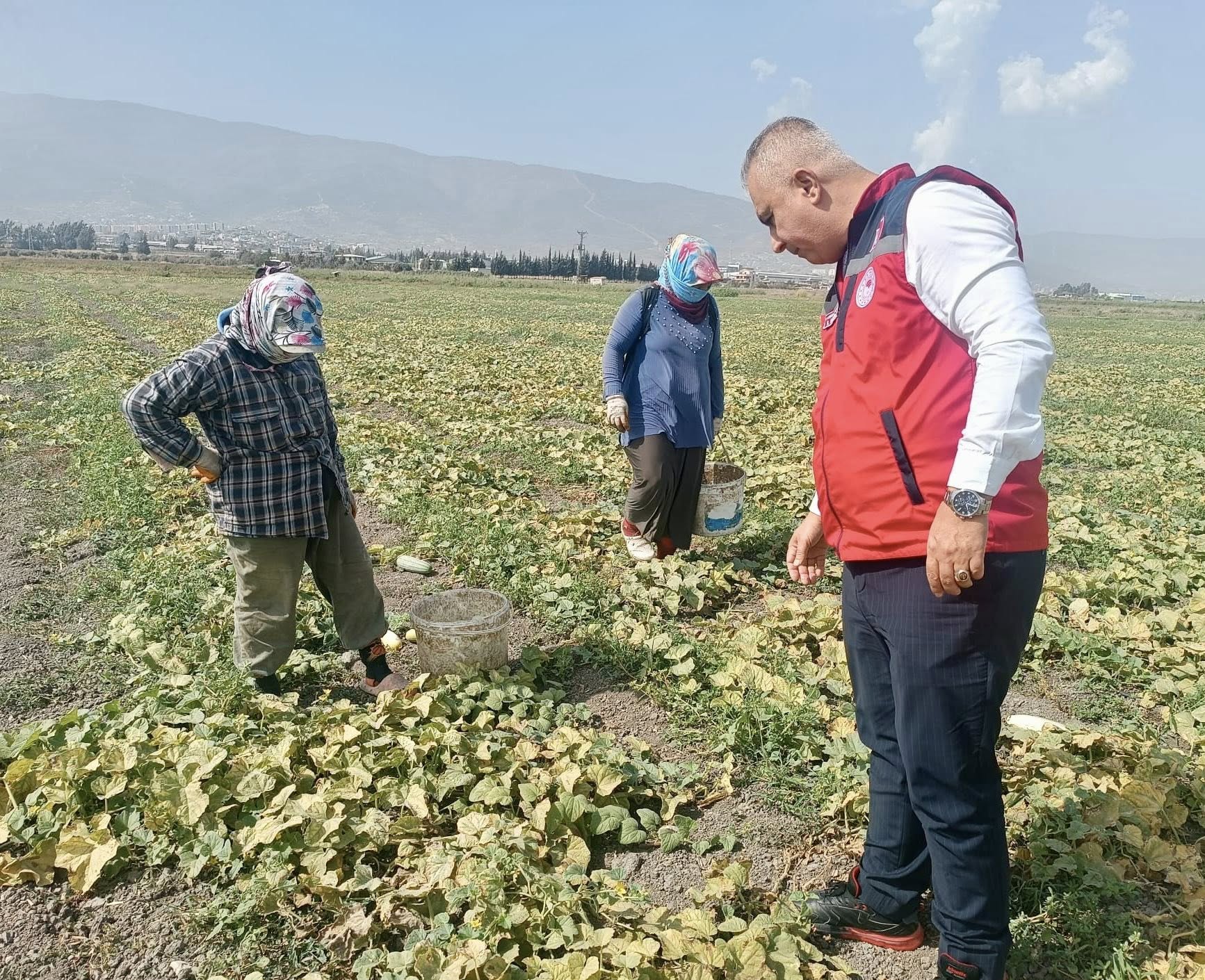 Hatay’da Salatalık Ve Acur Hasadı Coşkuyla Başladı3