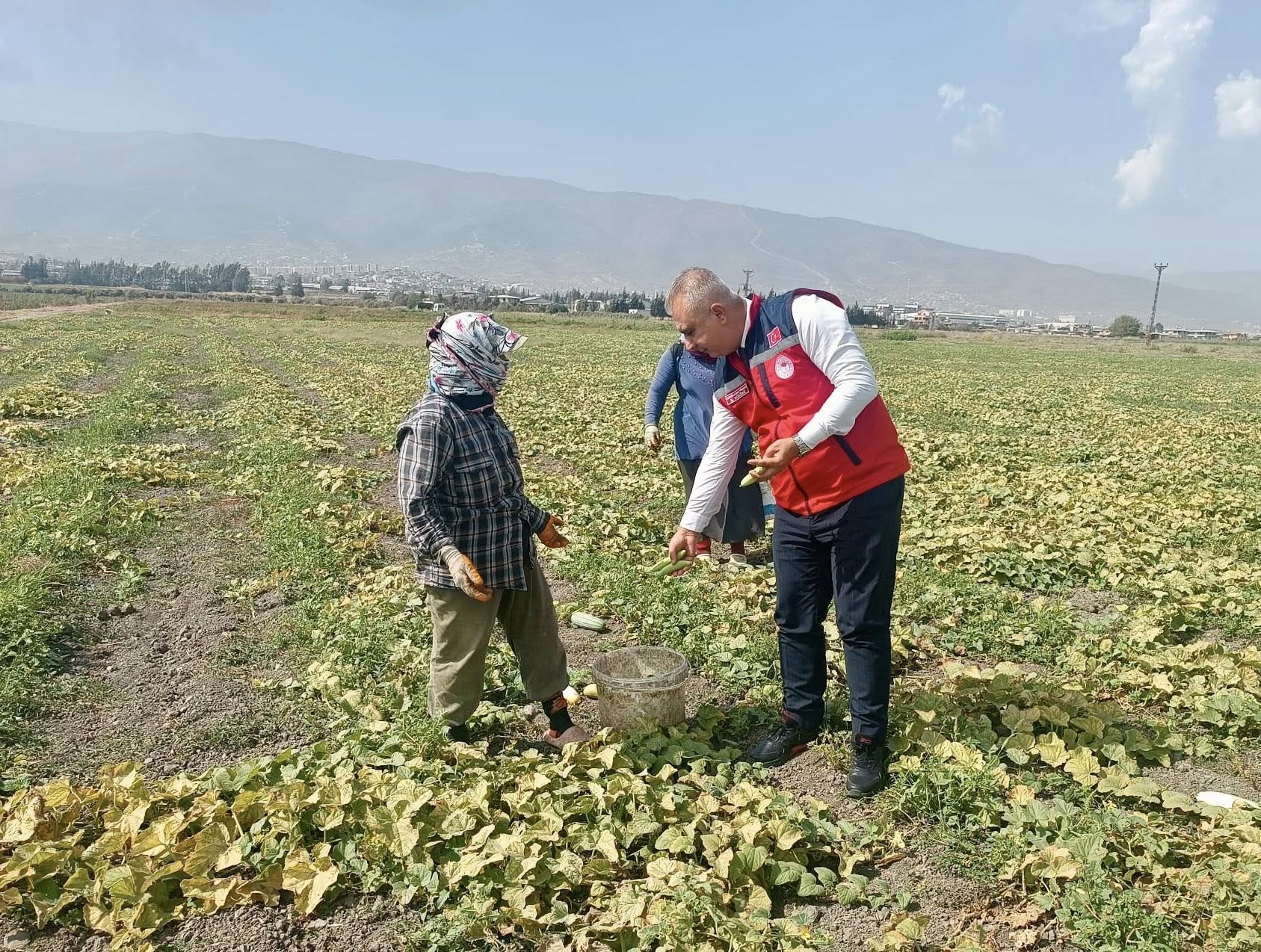 Hatay’da Salatalık Ve Acur Hasadı Coşkuyla Başladı5