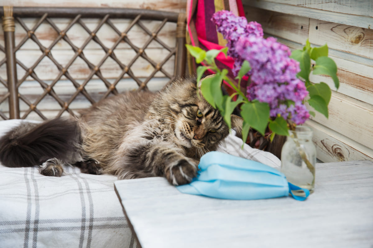 Kediler Neden Titrer Uzmanlar Uyarıyor4