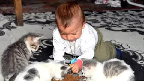 Kedilerin Bebeklere Olan İlginin İlginç Nedeni2