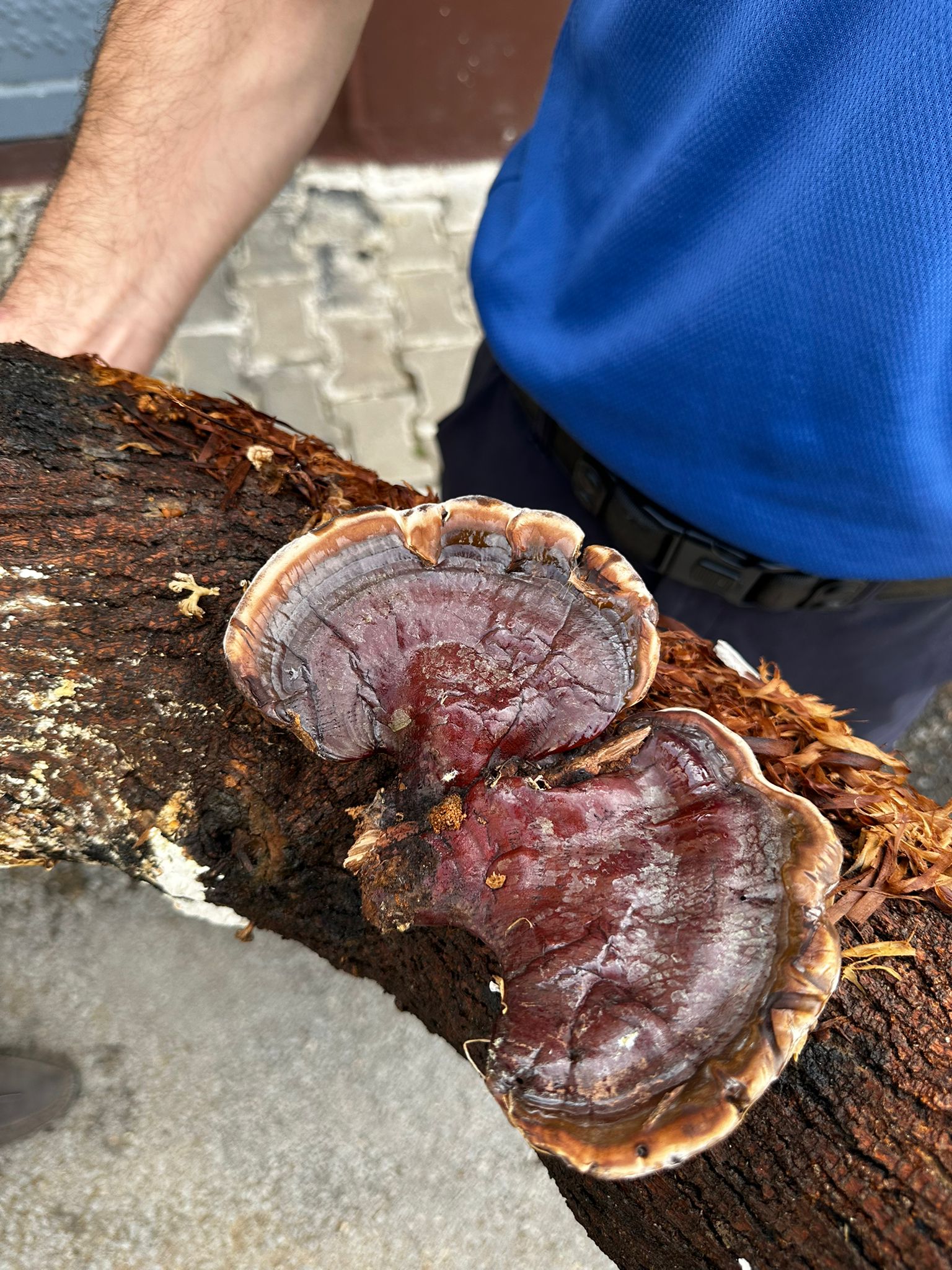 Kozan'da Cezaevinde Mantarı Üretimine Başlandı