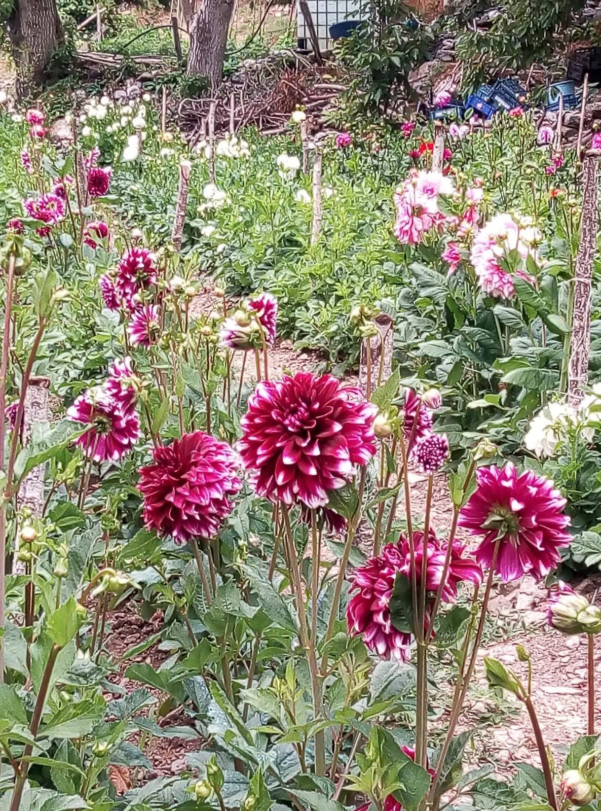 Küllü Köyü'nde Çiçek Bahçesi Cenneti (1)