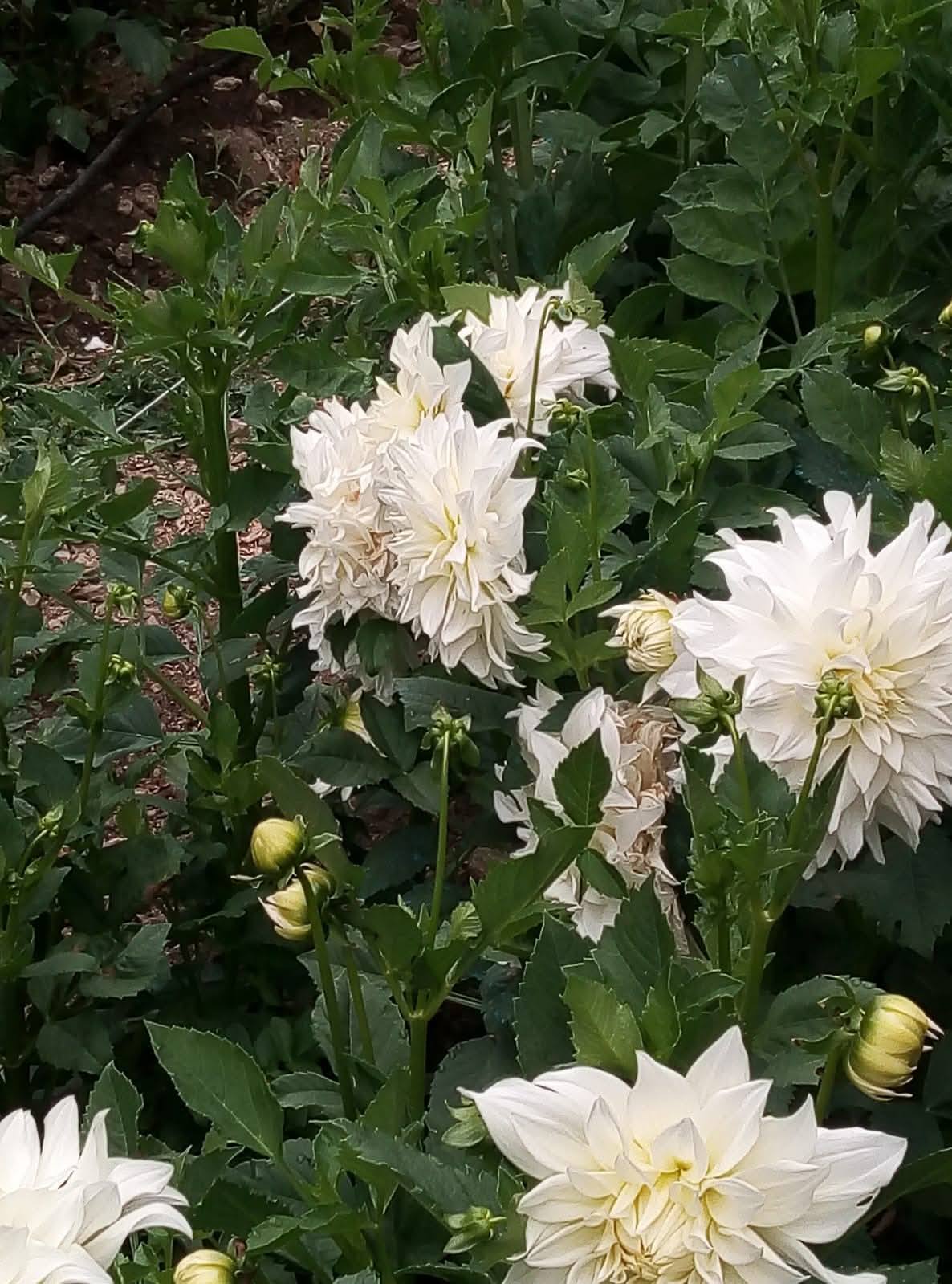 Küllü Köyü'nde Çiçek Bahçesi Cenneti (2)