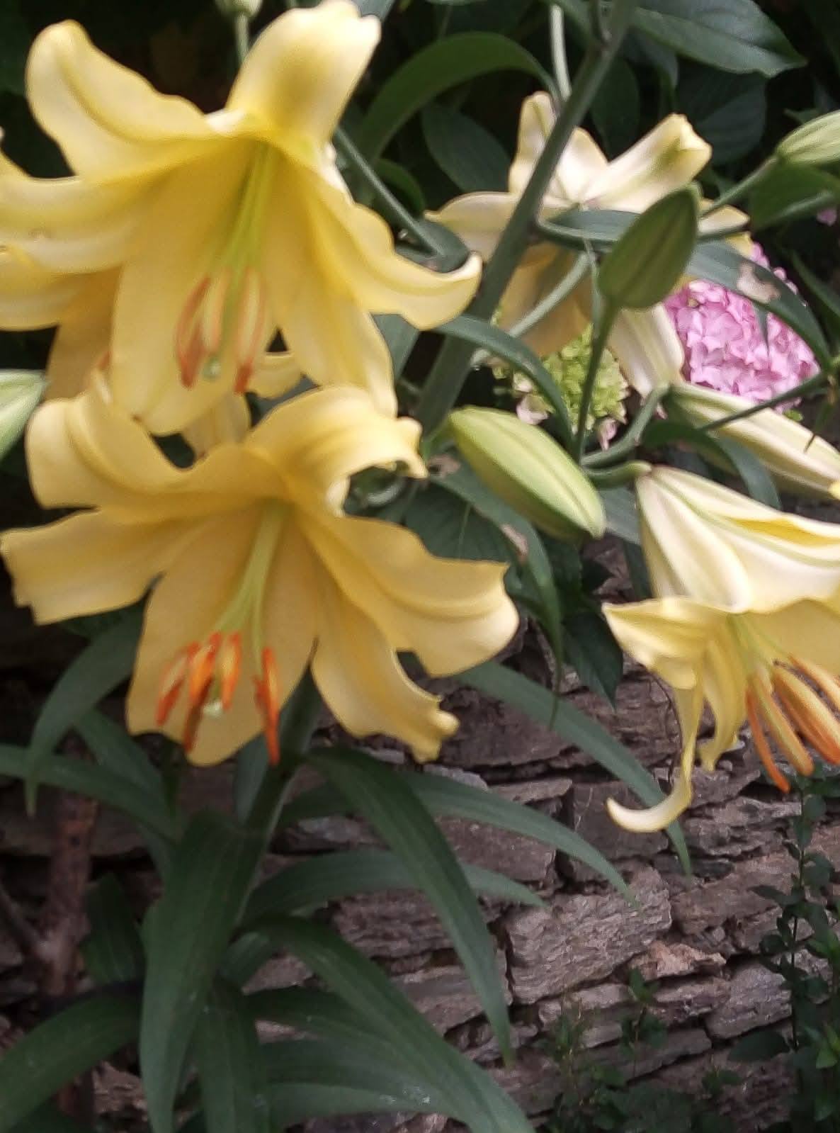 Küllü Köyü'nde Çiçek Bahçesi Cenneti (3)