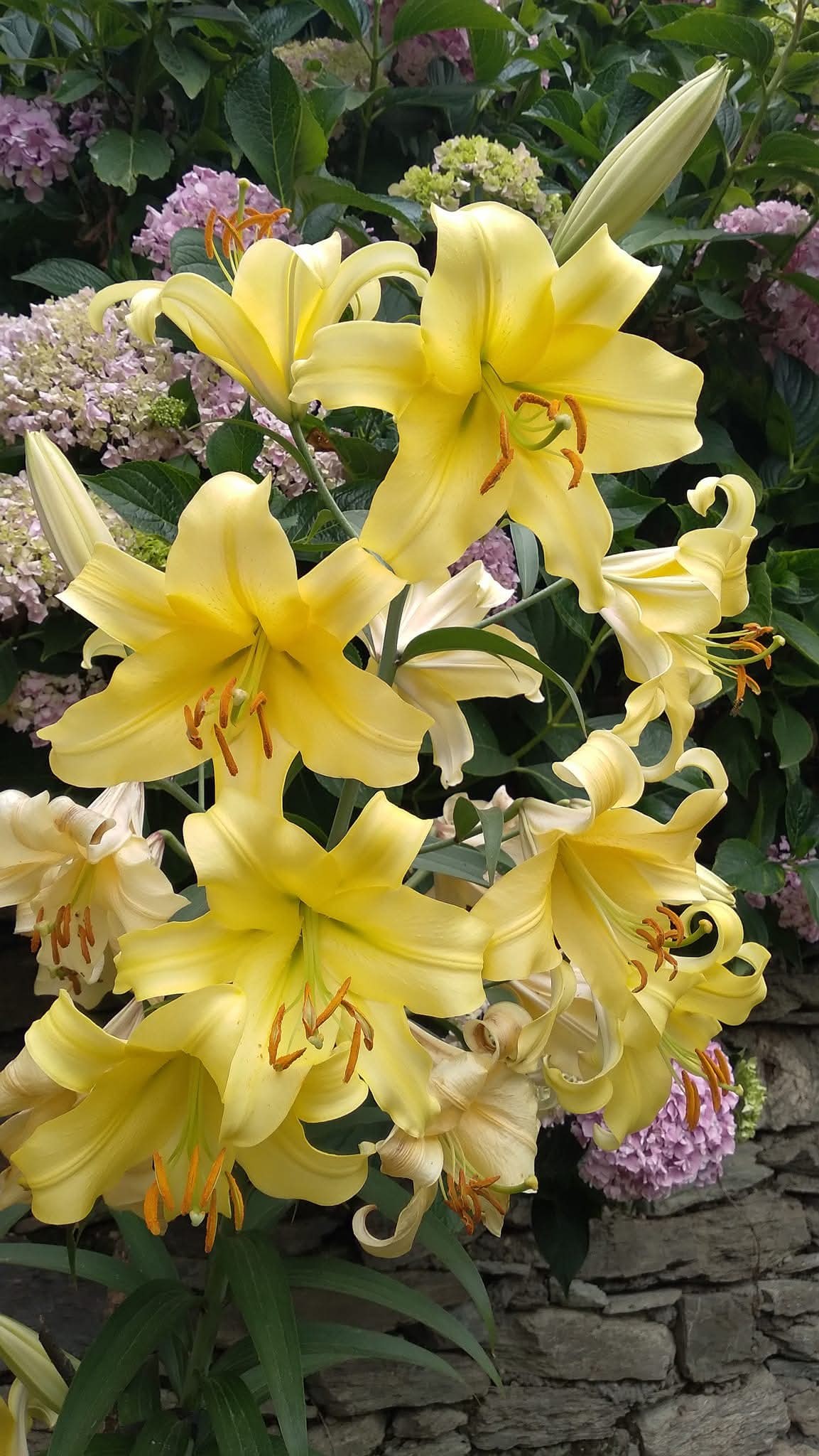 Küllü Köyü'nde Çiçek Bahçesi Cenneti (4)