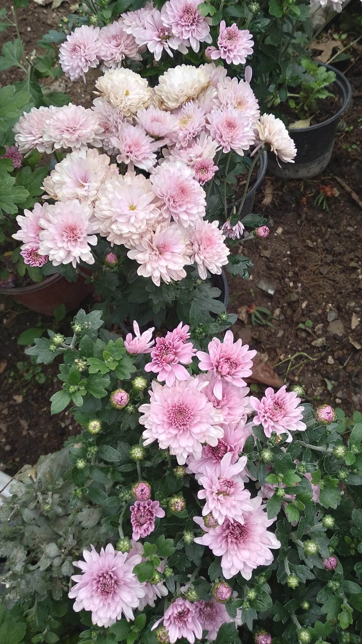 Küllü Köyü'nde Çiçek Bahçesi Cenneti (6)