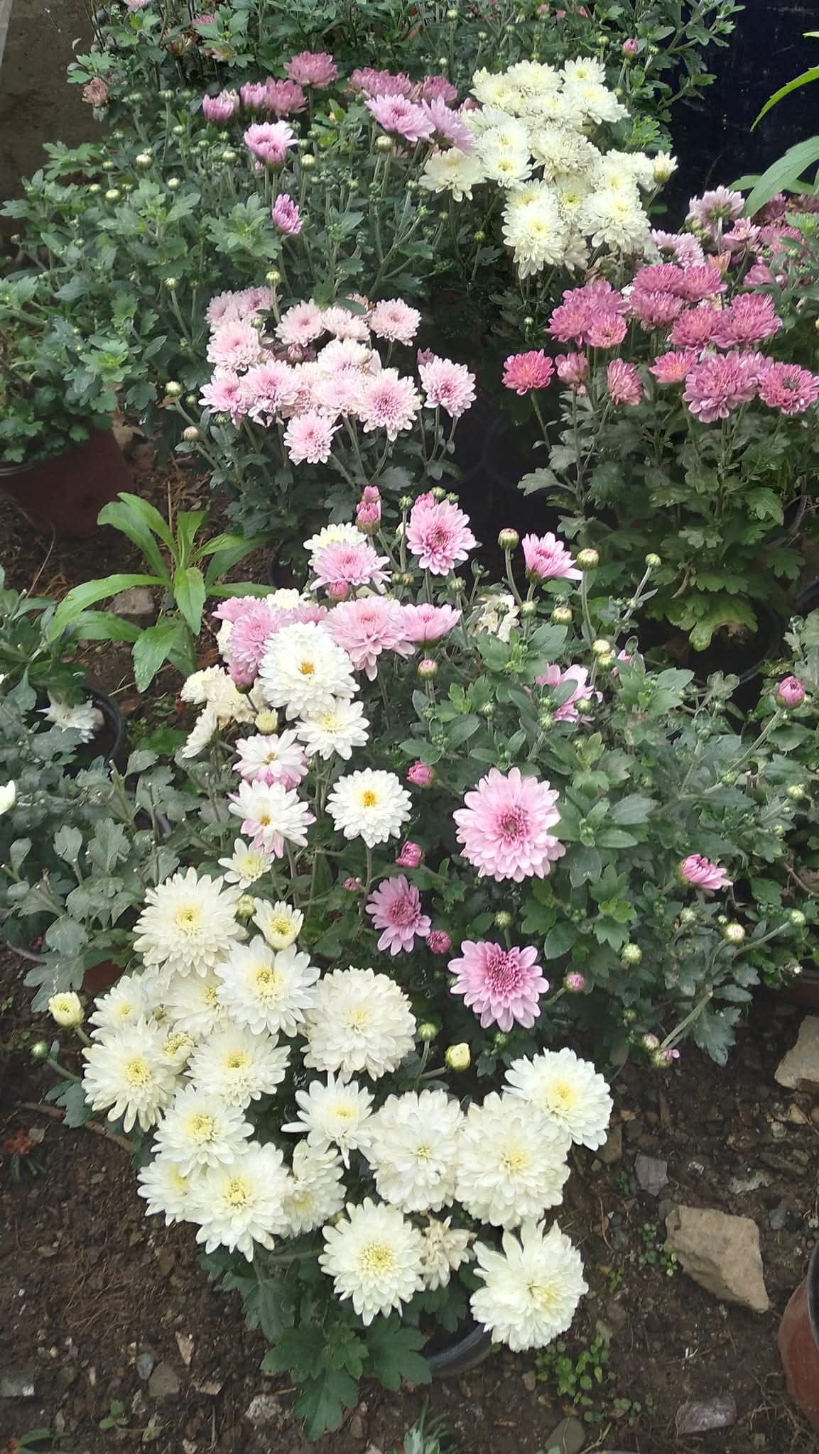 Küllü Köyü'nde Çiçek Bahçesi Cenneti (7)